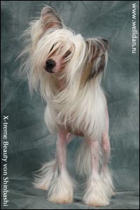 Chinese Crested Dog X-treme Beauty von Shinbashi