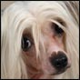 chinese crested dog