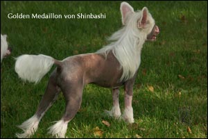 chinese crested dog Golden Medaillon von Shinbashi