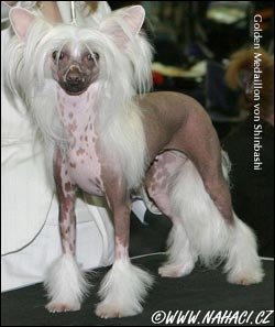 chinese crested dog Golden Medaillon von Shinbashi