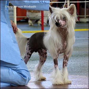 chinese crested dog