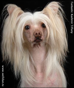 chinese crested dog Fantastic Kashmir Tiffany