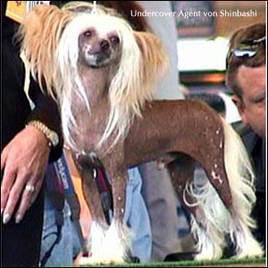 Chinese crested dog