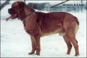 dogue de bordeaux, french mastiff Richelieu KD Ajax