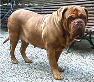 dogue de bordeaux, french mastiff Ayla van de Bargefenne