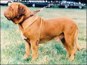 dogue de bordeaux, french mastiff Basco de l'Etang de Mirloup