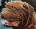 Dogue de Bordeaux Belmondo the Red Powerpack