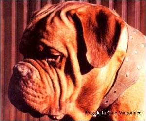 dogue de bordeaux, french mastiff Borg de la Gaie Maisonnee