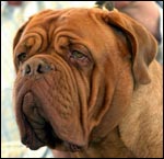 Französischer Mastiff Brandoux Calaix