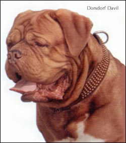 dogue de bordeaux, french mastiff Dorsdorf Davil