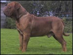 french mastiff Temple Felson