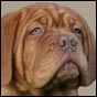 dogue de bordeaux, french mastiff Fritz van de Paterhoek