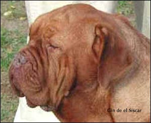 dogue de bordeaux, french mastiff Gin de el Siscar