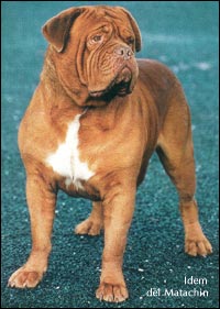 dogue de bordeaux, french mastiff Idem del Matachin