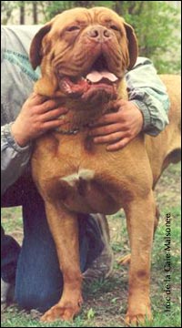 dogue de bordeaux, french mastiff Iroc de la Gaie Maisonee