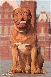 dogue de bordeaux, french mastiff Airin Ivan