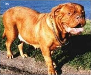 dogue de bordeaux, french mastiff Joy