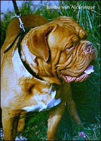 dogue de bordeaux, french mastiff Jumbo van Alcarinque