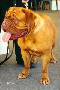 dogue de bordeaux, french mastiff 