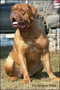 dogue de bordeaux, french mastiff 