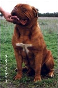 dogue de bordeaux, french mastiff Tanakajd Szepe Mandi