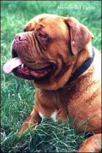 dogue de bordeaux, french mastiff Minnie del Pardo