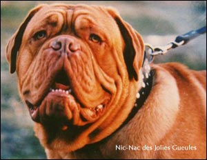 dogue de bordeaux, french mastiff Nic-Nac des Jolies Gueules