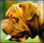 french mastiff Rano de l'Aube Rouge