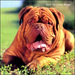 Französischer Mastiff Rano de l'Aube Rouge