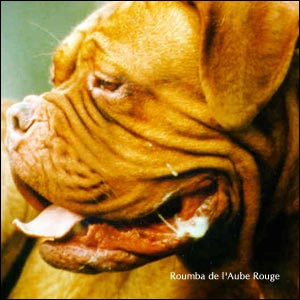 dogue de bordeaux, french mastiff Roumba de l'Aube Rouge