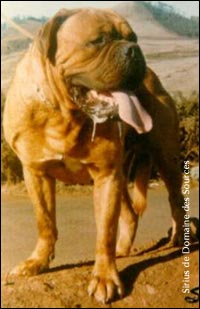 dogue de bordeaux, french mastiff Sirius du Domaine des Sources