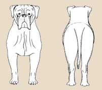 Standard of Dogue de Bordeaux