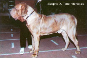 dogue de bordeaux, french mastiff Estephe Du Terroir Bordelais