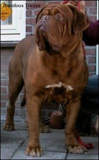 dogue de bordeaux, french mastiff Brandoux Toezzz