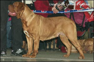 dogue de bordeaux, french mastiff Ustaritz des Larmes d'Adyesas