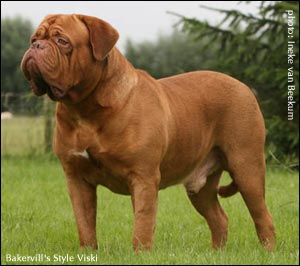 dogue de bordeaux Bakervill's Style Viski