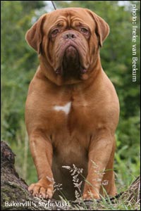 dogue de bordeaux Bakervill's Style Viski