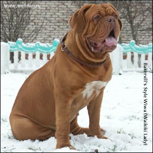 dogue de bordeaux, french mastiff Bakervill's Style Waikiki Lady