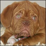 dogue de bordeaux pup