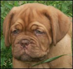 dogue de bordeaux pup