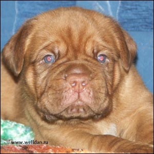 dogue de Bordeaux puppy Bakervill's Style Viski