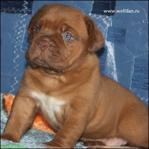 dogue de Bordeaux puppy Bakervill's Style Viski