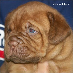 dogue de Bordeaux puppy Bakervill's Style Viski