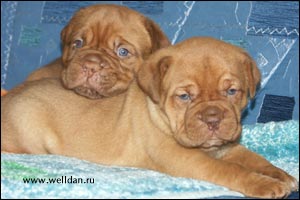 dogue de Bordeaux puppy Bakervill's Style Viski