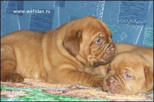 dogue de Bordeaux puppy Bakervill's Style Viski