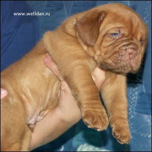 dogue de Bordeaux puppy Bakervill's Style Viski