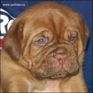 dogue de Bordeaux puppy Bakervill's Style Viski