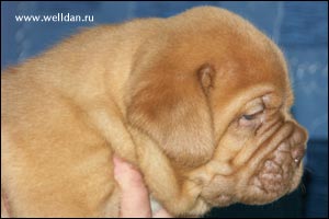 dogue de Bordeaux puppy Bakervill's Style Viski