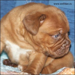 dogue de Bordeaux puppy Bakervill's Style Viski