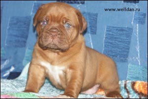 dogue de Bordeaux puppy Bakervill's Style Viski